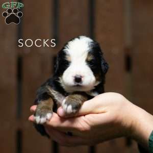 Socks, Bernese Mountain Dog Puppy